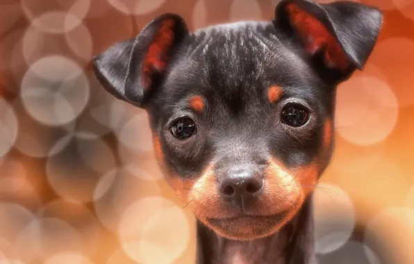 Look, glare, each, ears