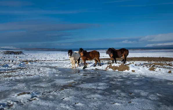Winter, field, horses, horse, Iceland, Icelandic