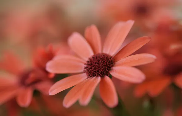 Picture flower, nature, gentle, focus, field