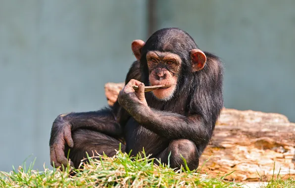 Picture reverie, monkey, thinker, chimpanzees