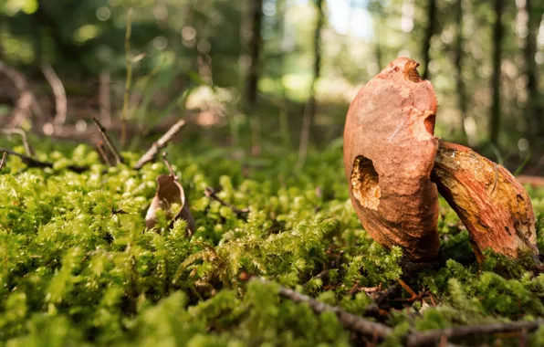 Forest, leaves, light, branches, nature, background, glade, mushroom