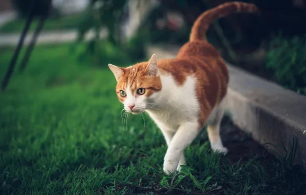 Cat, grass, cat, nature, red, walk