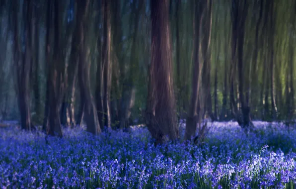 Picture forest, trees, flowers, blue, nature, blur, bells