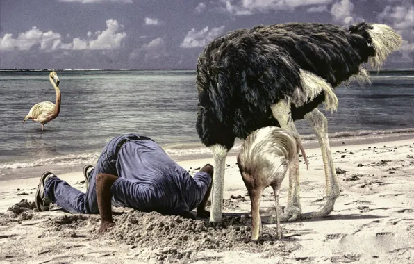 Picture sand, sea, birds, man, the situation, ostrich, Flamingo