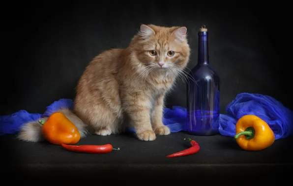 Cat, look, yellow, red, pose, the dark background, kitty, table