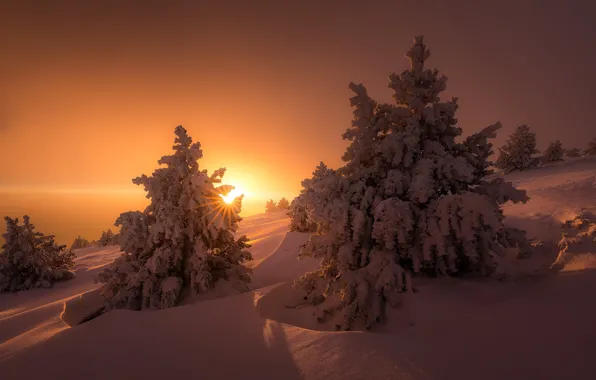 Winter, the sun, light, snow, trees, nature, ate