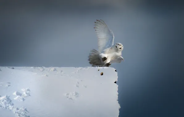 Picture winter, roof, white, the sky, snow, owl, bird, wings