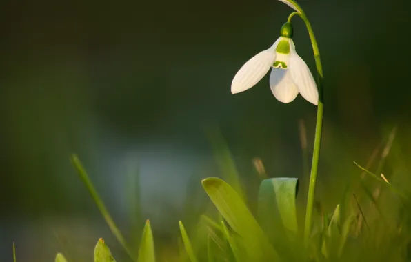 Spring, Spring, Snowdrop, Bokeh, Bokeh, Snowdrop