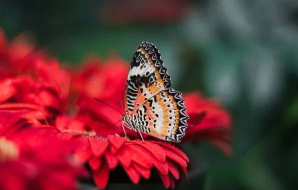 Flower, bright, nature, butterfly, wings, blur