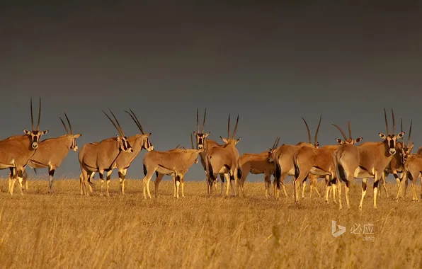 Picture the sky, nature, the herd, antelope