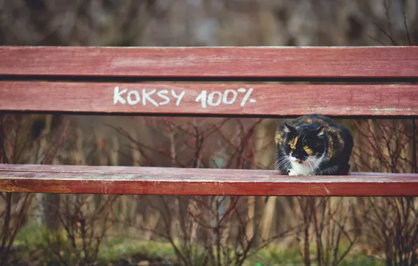 Picture cat, background, bench