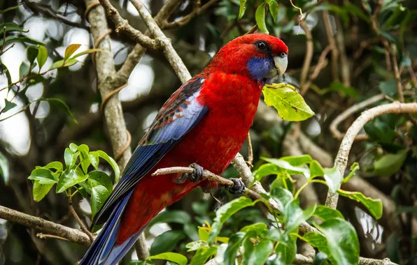 Picture leaves, branches, tree, parrot, Red Rosella