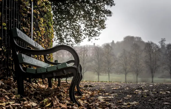 Autumn, street, bench