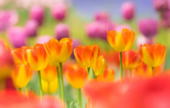 Spring, petals, garden, meadow, tulips