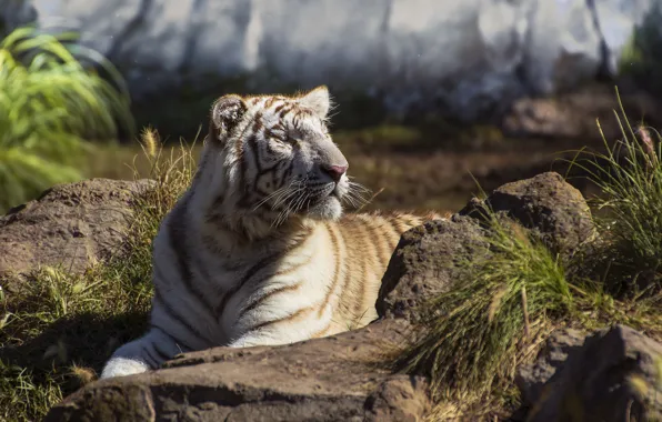Picture face, predator, Bengal tiger