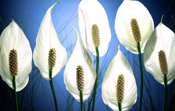 Picture white, Flowers, Spathiphyllum