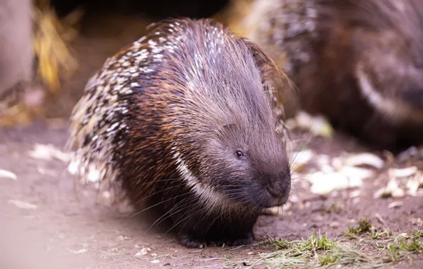 Look, needles, muzzle, bokeh, porcupine
