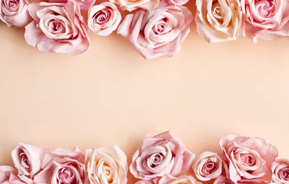 Picture roses, pink, buds, composition