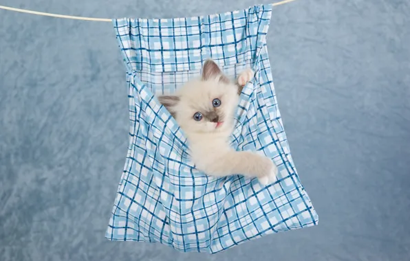 White, look, cats, kitty, light, rope, small, baby