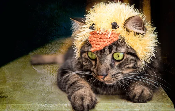 Cat, cat, look, face, yellow, pose, grey, background