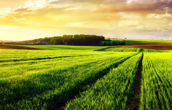 Picture road, field, summer, trees, space