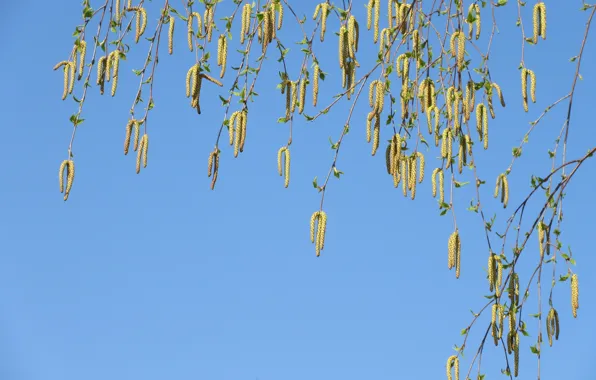 Birch, earrings, spring 2018, mamala ©