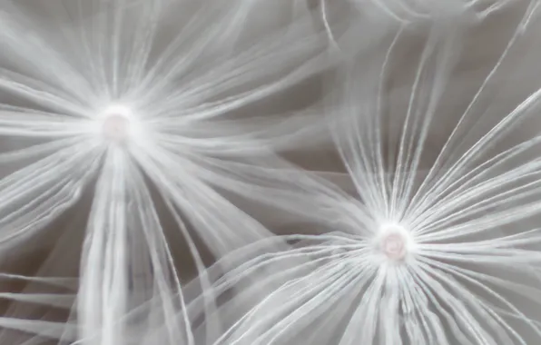 Macro, dandelion, the wind, umbrellas