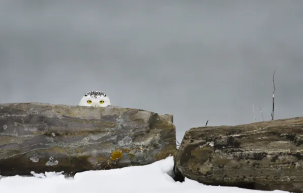 Picture winter, eyes, rocks, snowy owl, hidden