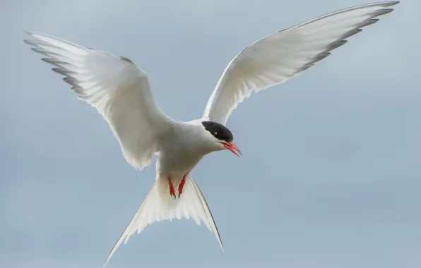 Flight, bird, wings, beak, Arctic tern