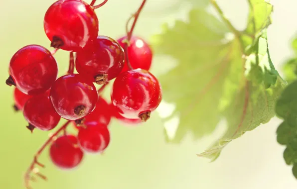 Summer, macro, nature, food, bunch, leaf, leaf, red