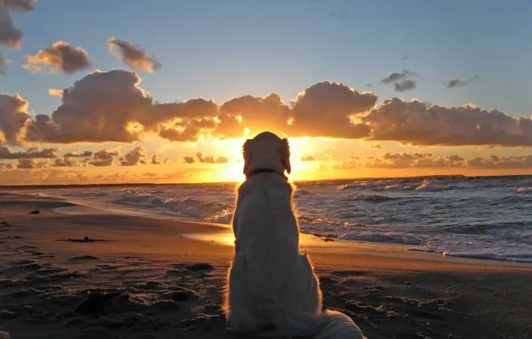 Sunset, Sea, Beach, Dog, Dog