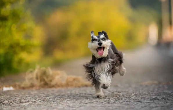 Look, each, dog