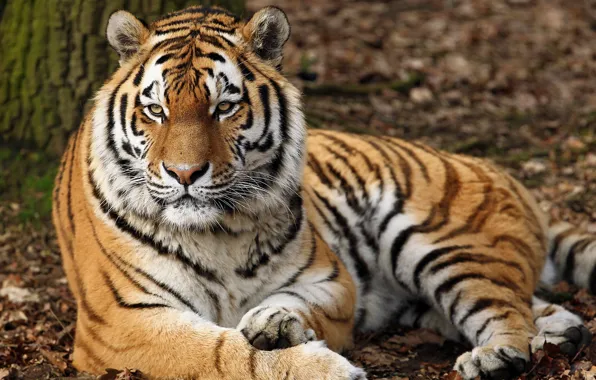 Tiger, predator, lies, striped, resting, handsome