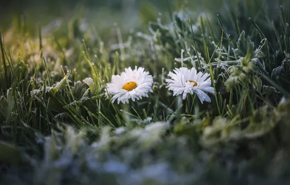 Grass, flowers, chamomile, Daisy