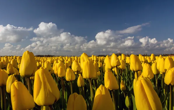 Field, flowers, yellow, tulips, plantation