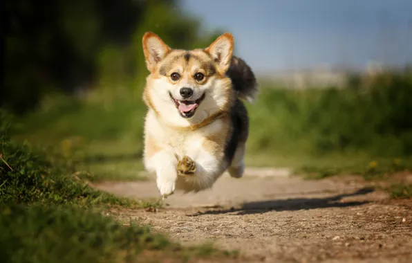 Picture flight, joy, mood, jump, dog, track, walk, bokeh