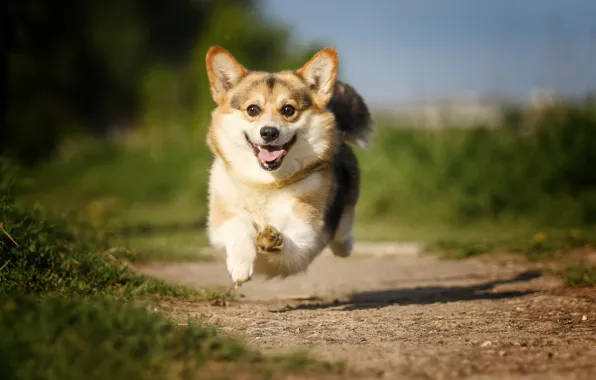 Picture joy, mood, jump, dog, track, flight, walk, bokeh