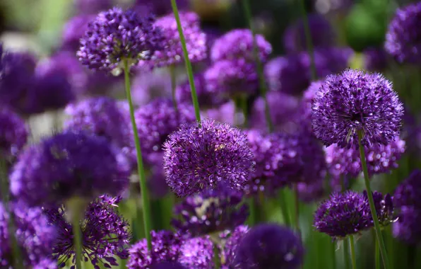 Purple, light, flowers, a lot, lilac, bokeh, Allium, decorative bow