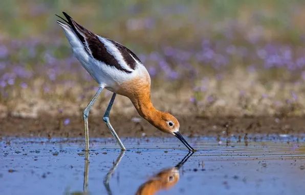 Picture water, bird, beak, American pied Avocet