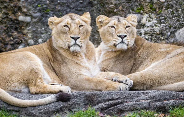 Cats, pair, lions, lioness, ©Tambako The Jaguar