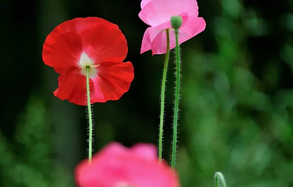 Maki, petals, stem