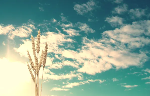 The sky, nature, ears, clouds, wheat, sunlight