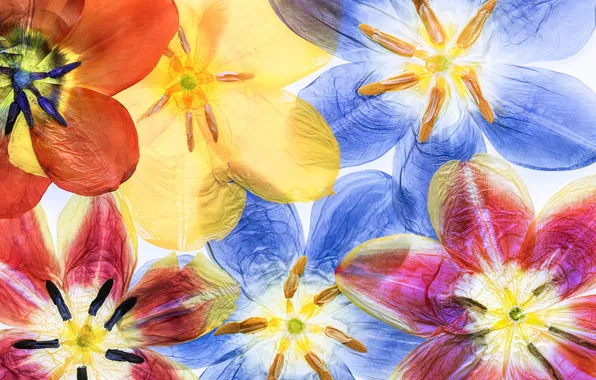 Macro, petals, tulips, herbarium