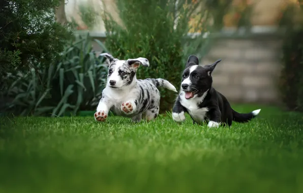 Picture dogs, grass, joy, mood, lawn, puppies, walk, a couple
