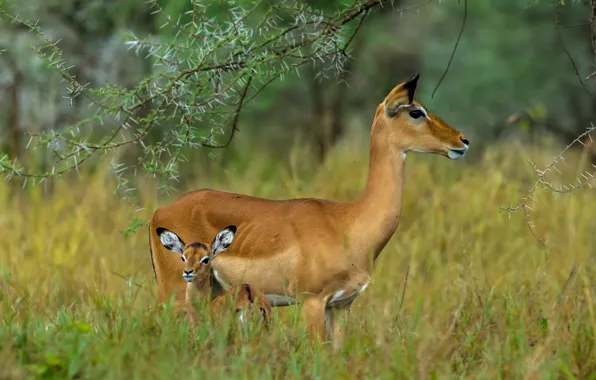 Picture child, mother, Tanzania, Serengeti, Impala