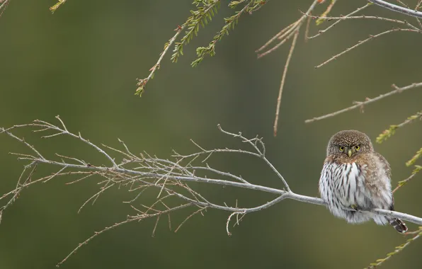 Branches, bird, California pygmy owl-the gnome