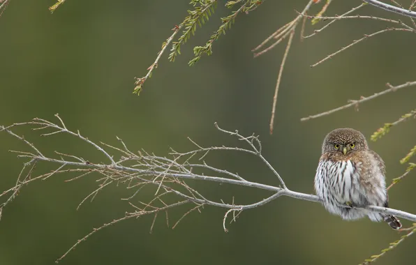 Bird, branch, California pygmy owl-the gnome