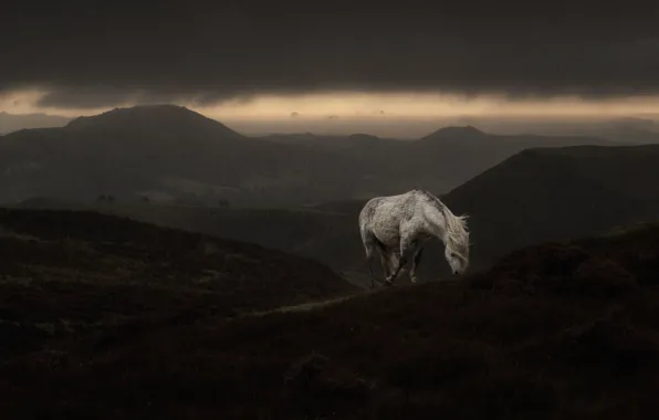 The storm, white, mountains, clouds, fog, rain, overcast, horse