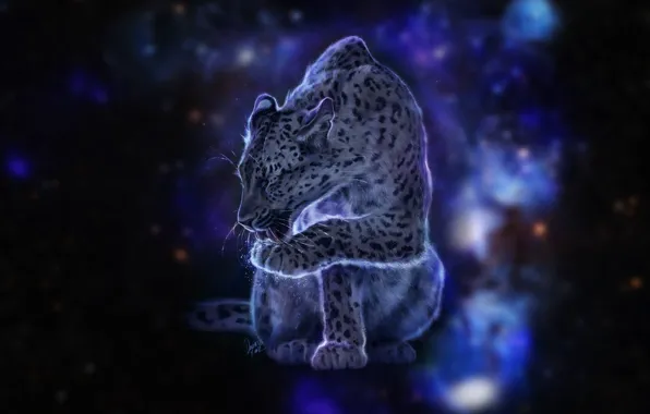 Cat, space, stars, leopard, color