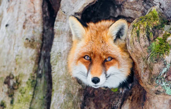 Look, face, tree, portrait, Fox, red, bark, Fox